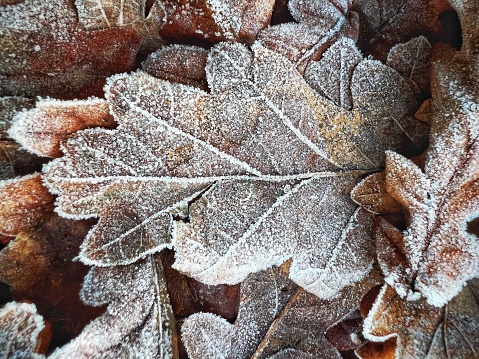 Close up macro color image of a pile of frozen leaves on the ground in winter.