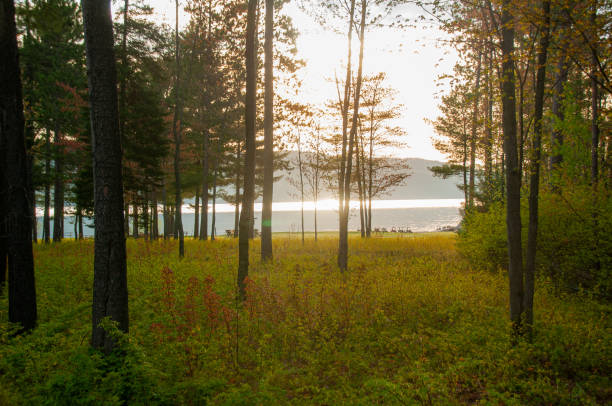 el bosque y el río ottawa al amanecer - ottawa river fotografías e imágenes de stock