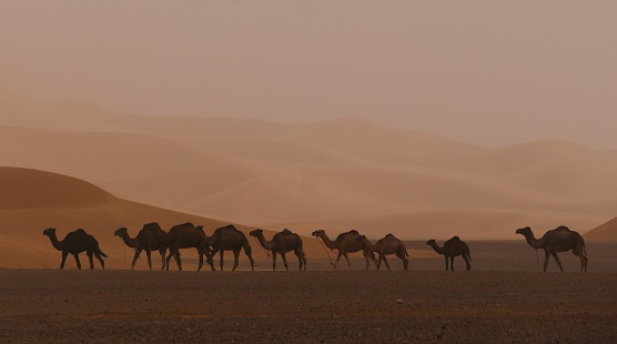 Camels in a sandstorm, dunes of Merzouga, Morocco
