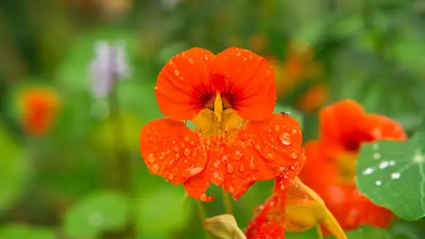 Nasturtium in orange on the bush with dew drops on the flower. Spice for salads in the chick. Nature photo