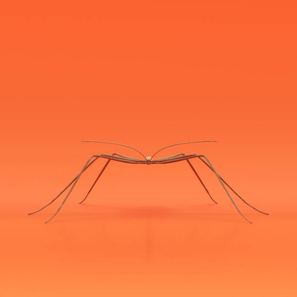 istock Stick insect doll, stuffed insect made of cloth, single varmint from front view, handmade bug, 3d rendering 1447703741