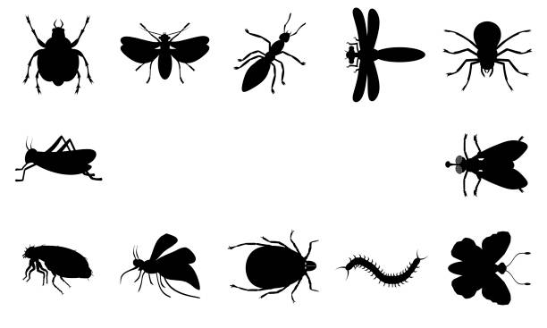 ilustrações de stock, clip art, desenhos animados e ícones de insects are pests and parasites. collage. - horse fly
