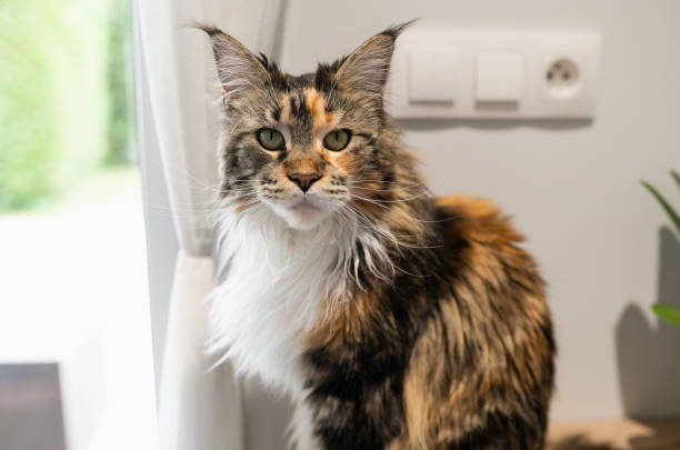 istock Portrait of main coon in the kitchen 1447707073