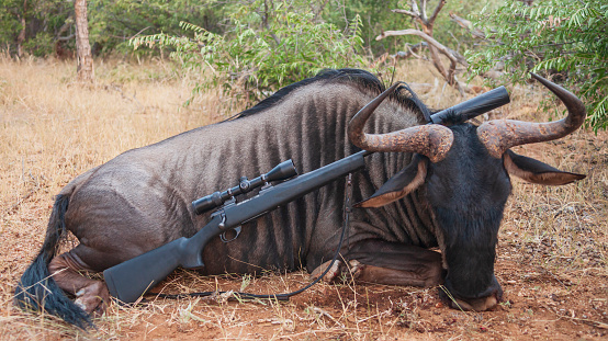 Traditional hunting trophy of male wildebeest and rifle after hunt in South Africa. Blue wildebeest and carbine after safari in Africa.