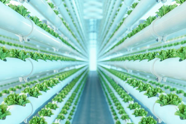 zbliżenie pionowego systemu roślin hydroponicznych z uprawianymi sałatami - growth lettuce hydroponics nature zdjęcia i obrazy z banku zdjęć