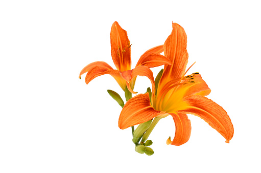 One orange asiatic lily isolated on white background.