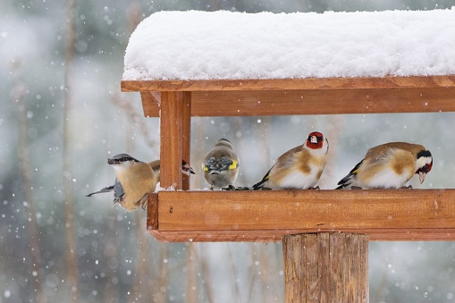 Beautiful winter scenery with European goldfinches and nuthatch sitting in the bird house within a heavy snowfall