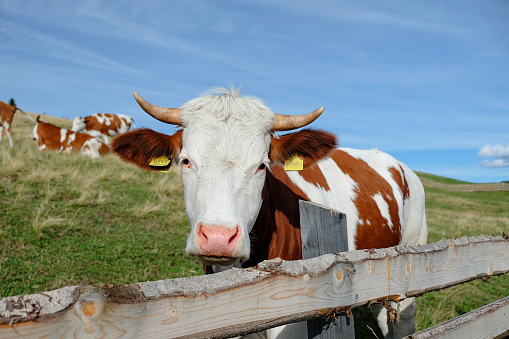 Close up shot of a spotted brown and white cow looking at camera, behind the fence farm in green pasture