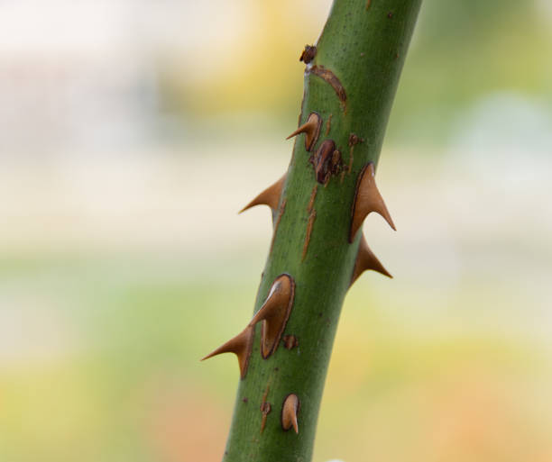 istock Macro image of rose thorns 1447713211