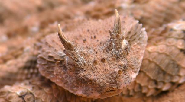 istock Saharan horned viper or the desert horned viper (Cerastes cerastes) 1447714670