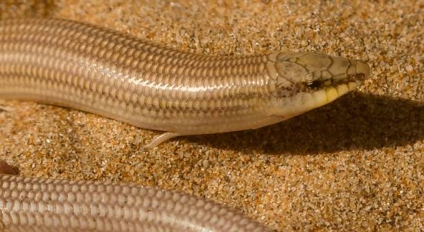 Chalcides sphenopsiformis, or Duméril's wedge-snouted skink Chalcides sphenopsiformis, or Duméril's wedge-snouted skink egernia stock pictures, royalty-free photos & images