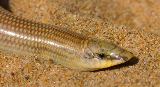 chalcides sphenopsiformis, ou scinque de duméril - snouted photos et images de collection