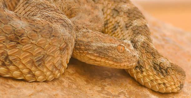 istock Cerastes vipera, common names Sahara sand viper and Avicenna viper 1447714674