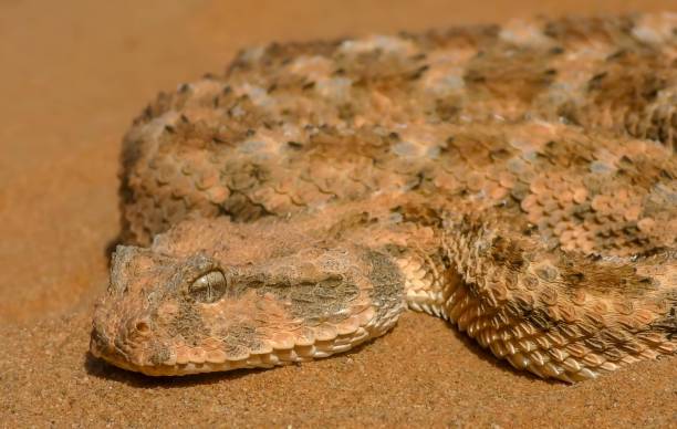 istock Saharan horned viper or the desert horned viper (Cerastes cerastes) 1447714698