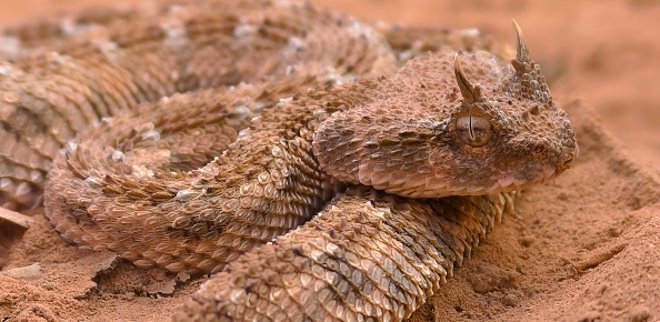 Saharan horned viper or the desert horned viper (Cerastes cerastes)