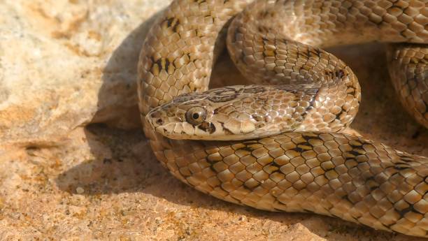 The western false smooth snake or Iberian false smooth snake (Macroprotodon brevis)