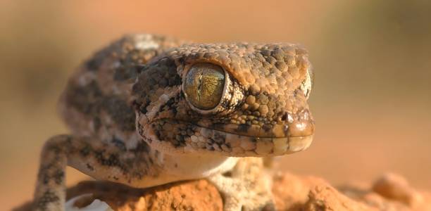 istock The helmethead gecko (Tarentola chazaliae), also known commonly as the helmeted gecko 1447714766