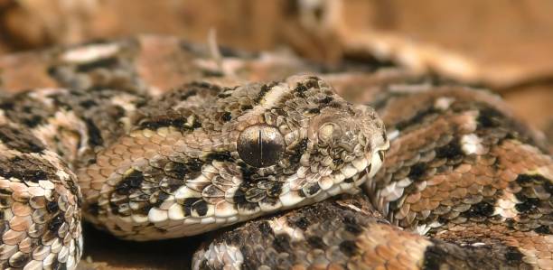 istock The puff adder (Bitis arietans) is a viper species 1447714808