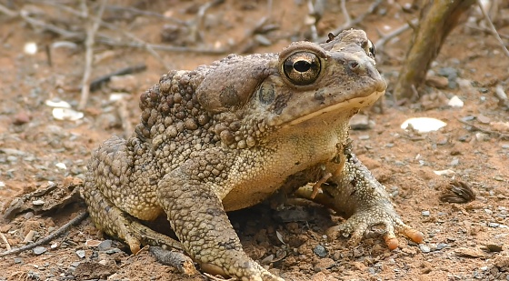 The Berber toad, also known as Mauritanian toad (Sclerophrys mauritanica)