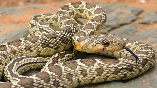 The horseshoe whip snake (Hemorrhois hippocrepis)