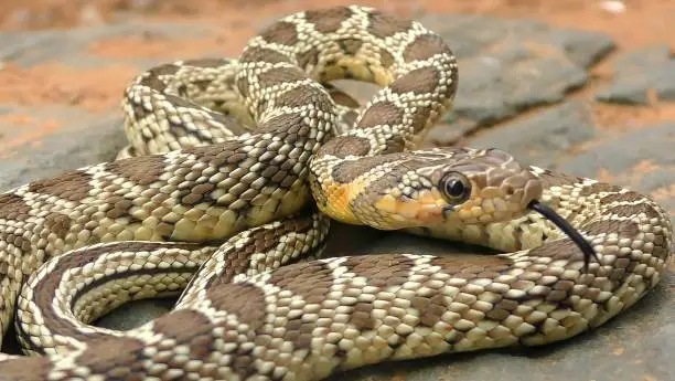 Photo of The horseshoe whip snake (Hemorrhois hippocrepis)