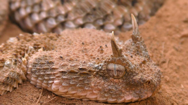 istock Saharan horned viper or the desert horned viper (Cerastes cerastes) 1447714917