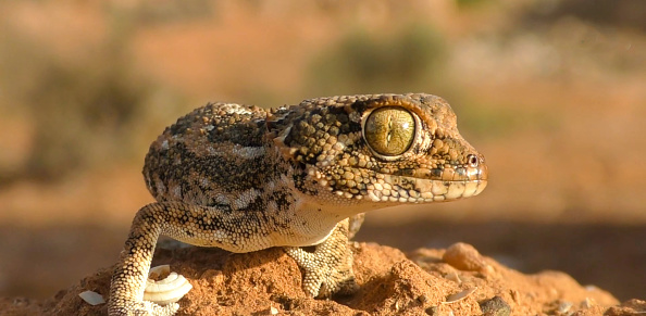 The helmethead gecko (Tarentola chazaliae), also known commonly as the helmeted gecko