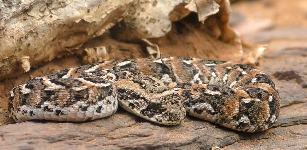 istock The puff adder (Bitis arietans) is a viper species 1447715226