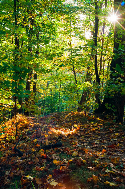 istock A trail in the forest on a sunny Summer's Day 1447718433