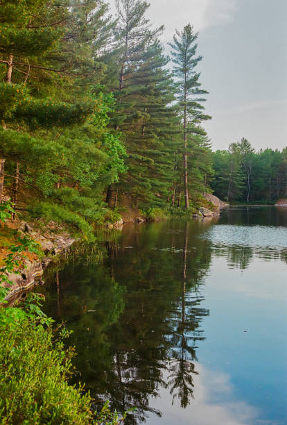 istock Trees by the lake in the summer 1447718587