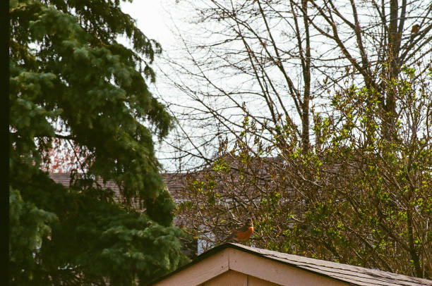 istock A robin on a shed in the backyard 1447718665