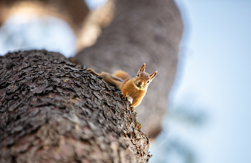 The Caucasian squirrel or Persian squirrel, is a tree squirrel in the genus Sciurus found in temperate broadleaf and mixed forests in south-western Asia.