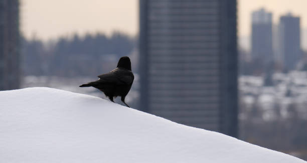 eine krähe blickt in die ferne auf eine skyline - vancouver skyline city urban scene stock-fotos und bilder