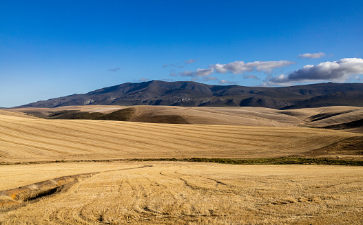 Tranquil landscape of rolling hills and fields where wheat has been harvested, in the Overberg region near Stanford, Western Cape.