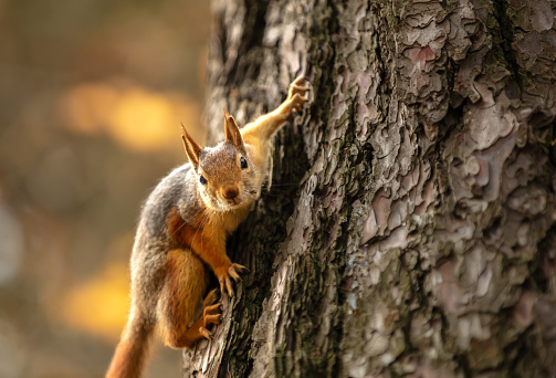 The Caucasian squirrel or Persian squirrel, is a tree squirrel in the genus Sciurus found in temperate broadleaf and mixed forests in south-western Asia.