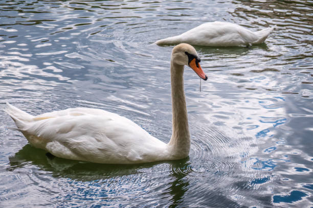 istock Two graceful white swans swim in the dark water. 1447726748