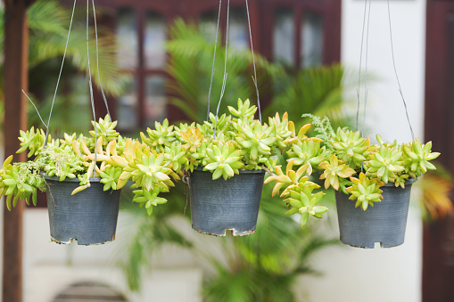 Succulent plants in flower pots