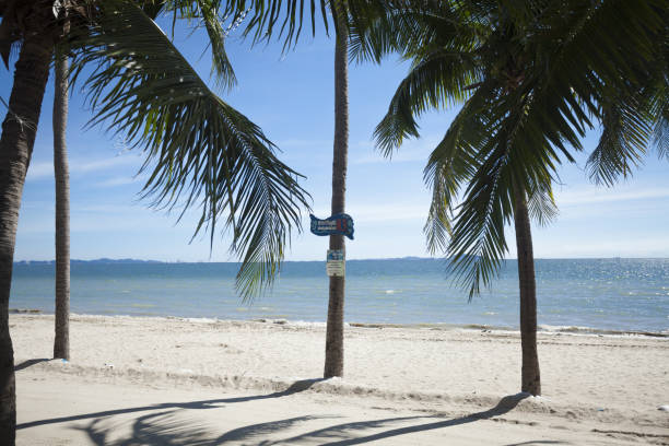Blank card standing on gold colored sand dune with palm trees background. Starfish and conch shells complete the composition. High resolution 42Mp outdoors digital capture taken with SONY A7rII and Zeiss Batis 40mm F2.0 CF lens