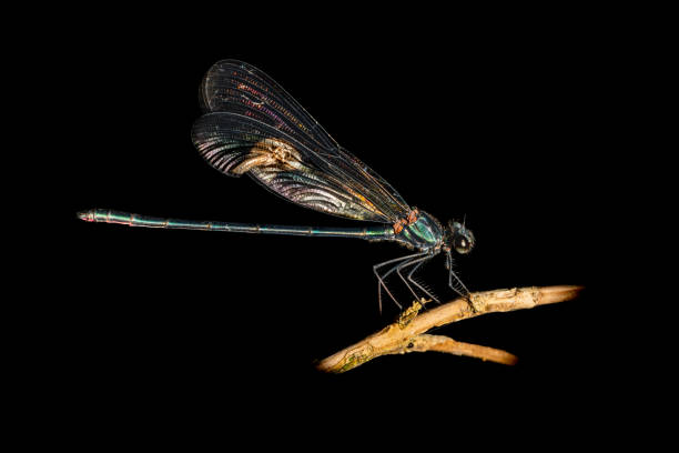 istock Close up of a dragonfly sitting on a twig 1447734500