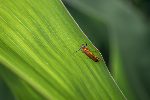 A brown red orange coloured soft-bodied beetle hangs on a stem of a plant in the garden in the wild, Germany