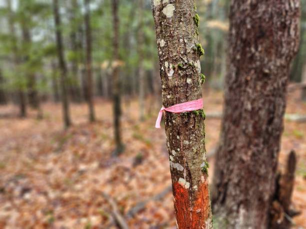 istock Property line marker on a tree in the woods 1447739169
