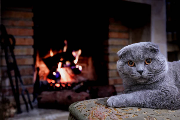 istock A lop-eared cat by the fireplace 1447740046