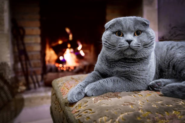 istock A lop-eared cat by the fireplace 1447740069