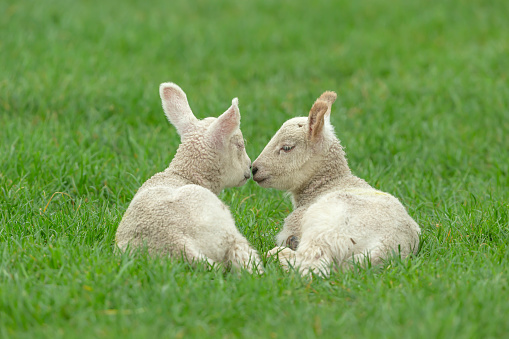 Close up of two cute twin lambs in Springtime, facing each other and laying in lush green field with one lamb nuzzling the sleeping lamb. Copy space.  Horizontal.
