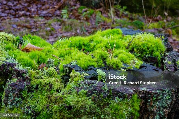 Pine Mountain Moss Blanket Stock Photo - Download Image Now - Blanket,  Color Image, Footpath - iStock