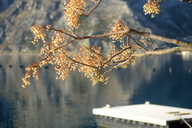 Chinaberry tree ( Melia azedarach ) with cluster of fruit on the background of winter view of Boka Kotor Bay coast. Chinaberry tree ( Melia azedarach ) with cluster of fruit on the background of winter view of Boka Kotor Bay coast. Amazing details of nature chinaberry stock pictures, royalty-free photos & images