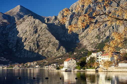 Stunning winter view of coast of Boka Kotor Bay from sea. Chinaberry tree ( Melia azedarach ) with picturesque cluster of fruit on foreground.