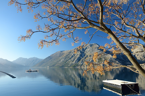Stunning winter view of coast of Boka Kotor Bay. Chinaberry tree ( Melia azedarach ) with picturesque cluster of fruit on foreground.