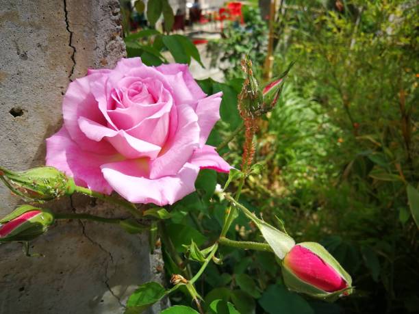 istock Beautiful color flower 1447747082