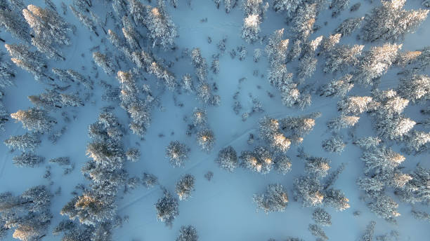 istock Top down view of snow covered treetops on a snow covered mountain 1447750468